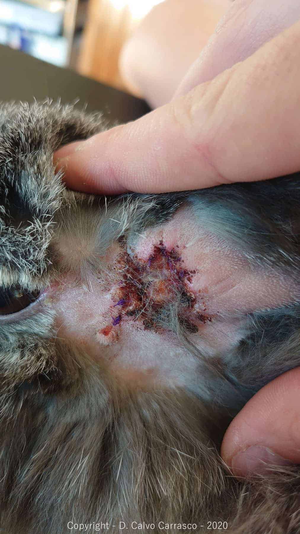 Rabbit Ear Disease at RVC Exotics