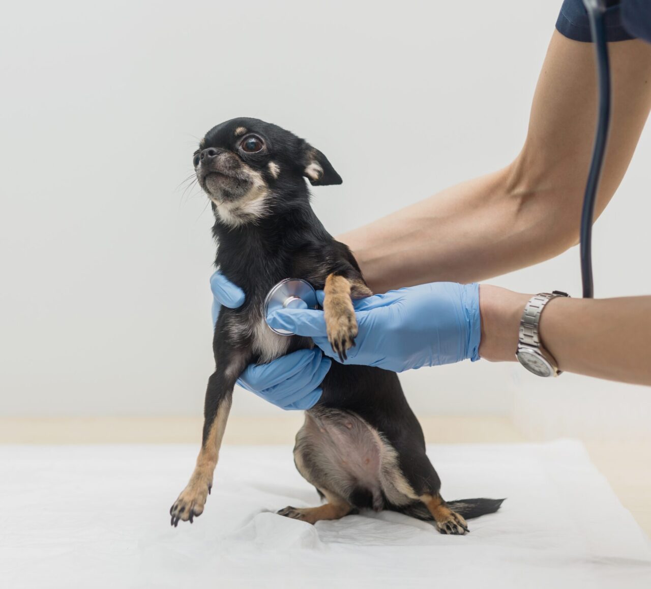 Heart Murmurs in Small Breed Dogs